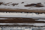 Svalbard landscape and Polar Bear