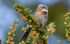 Rufous-collared Sparrow