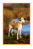 "Bella", Great Dane