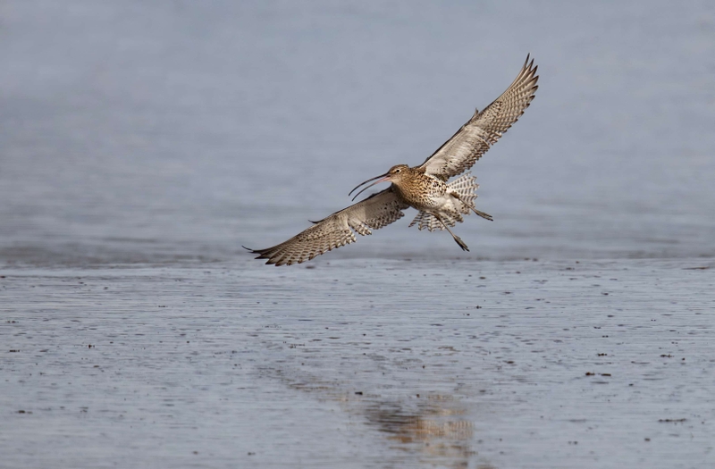 Eurasian Curlew - Dee Estuary - North Wales