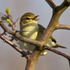 Singing Willow Warbler