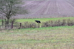 WJ6_5238