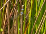 Emerald Damselfly