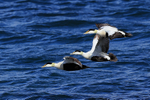 Three Eiders (males) flying, Iceland