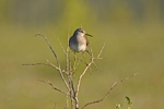 Wood Sandpiper