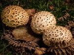 Common Earthball (02)