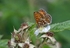 Heath Fritillary