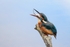 Kingfisher Alcedo Atthis026