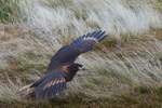 Striated Caracara