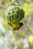 Southern Masked Weaver - SA
