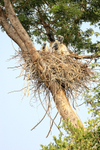Jabiru portfolio
