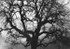 Tree (Napa Valley) #2