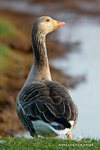 Greylag Goose 300412  6