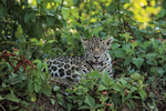 Jaguar cub on river bank, Rio Sao Lourenco, Mato Grosso, Brazil