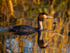 Great Crested Grebe