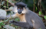 Capped Langur