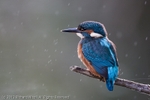Kingfisher (Alcedo atthis) female in the rain