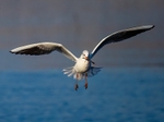 Black-headed Gull