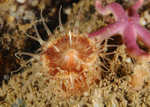 Hormathia coronata
