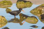 Sooty Oyster Catcher 13