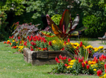 Lymington In Bloom - 1