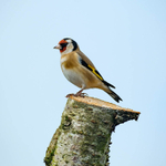 18th February Goldfinch