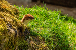 stoat Mustela erminea-1067