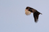 Turkey Vulture flying, Fort De Soto, Florida