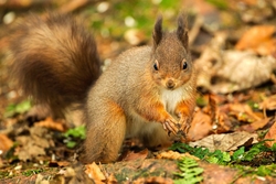 Red Squirrel