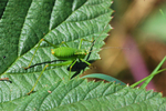 Speckled Bush Cricket