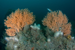 Eunicella verrucosa