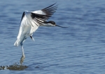 Avocet
