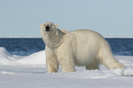 Bear on the ice