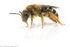 Halictus rubicundus (f)