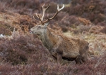 Red Deer