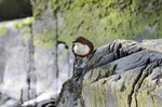Dipper
