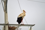 White Stork