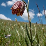 Mountain fritillary (Fritillaria montana ) 