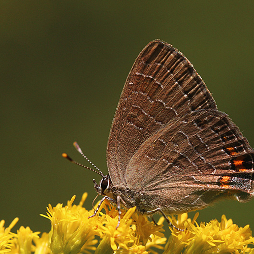 A Striped Hairstreak butterfly.