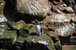 Common Guillemot