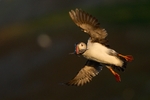 Atlantic Puffin