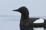 Black Guillemot, close view, Spitsbergen, Svalbard