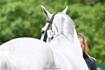 Trot Up 12pm to 1pm portfolio