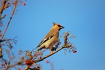 Waxwing