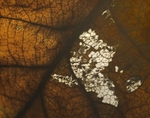 oak leaf, winter