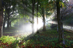 Woodland sunrays.   Croxdale near Durham   ref 9012