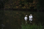 Swans
