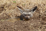 Bat-eared Fox at the entrance to it's den in the Masai Mara