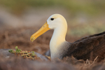 Waved Albatross sitting on ground, Espanola, Galapagos