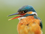Kingfisher (female) close-up with open bill, Scotland